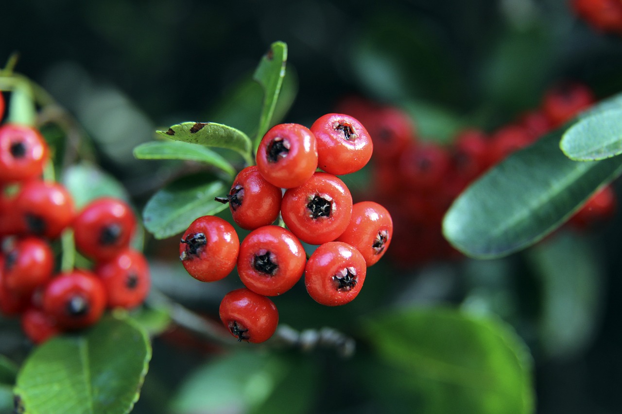 外援的灵活 外援的灵活